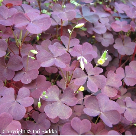 Oxalis fontana Rufa